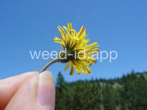 hawkweed, mouseear